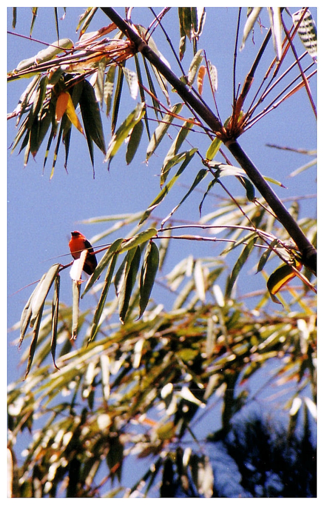 03 - Salazie (6).jpg